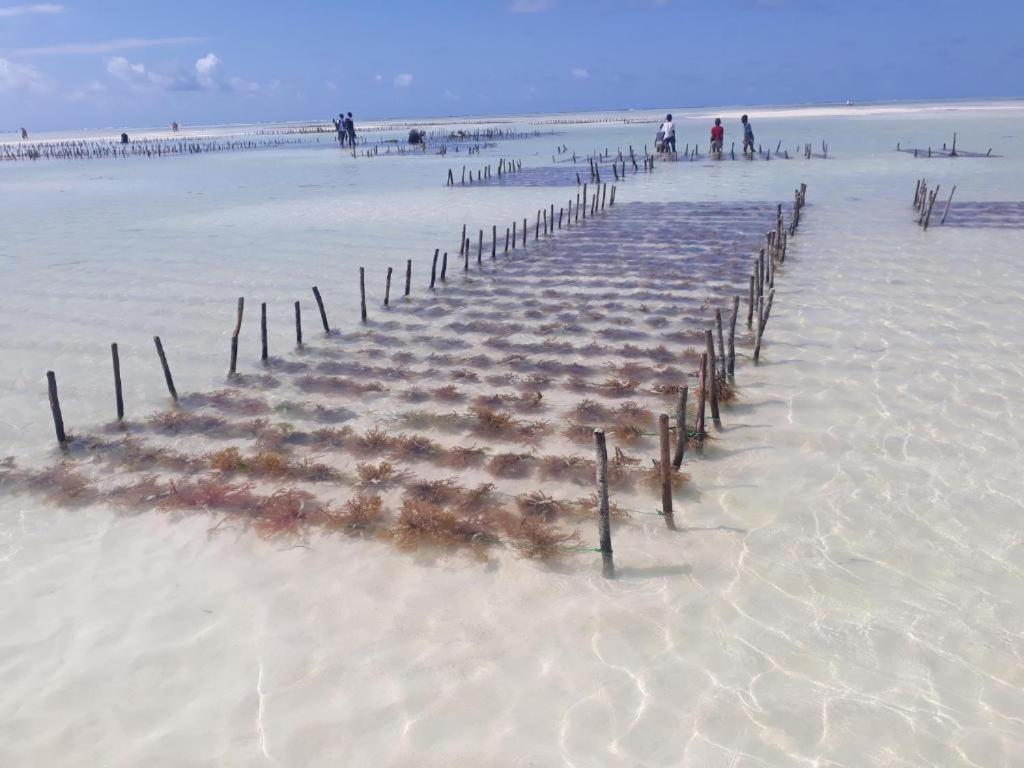 Gasthuis Wonderful Ocean Jambiani (Zanzibar)